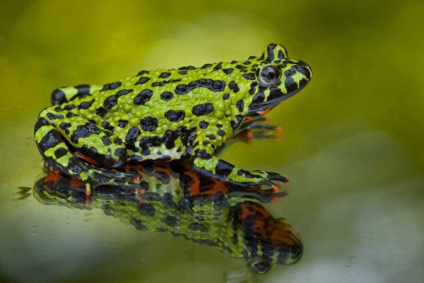 North Carolina Oriental fire-belled toad